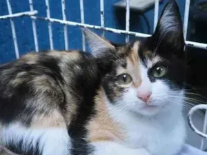 Gato raça SRD-ViraLata idade 2 a 6 meses nome MARÍLIA TRICOLOR