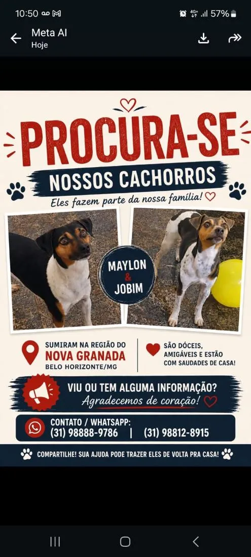 Cachorro raça SRD-ViraLata idade 6 ou mais anos nome Maylon e Jobim