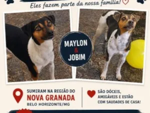Cachorro raça SRD-ViraLata idade 6 ou mais anos nome Maylon e Jobim
