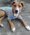 Pipoca