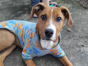 Cachorro raça SRD-ViraLata idade 2 a 6 meses nome Pipoca