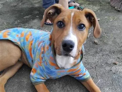 Cachorro raça SRD-ViraLata idade 2 a 6 meses nome Pipoca