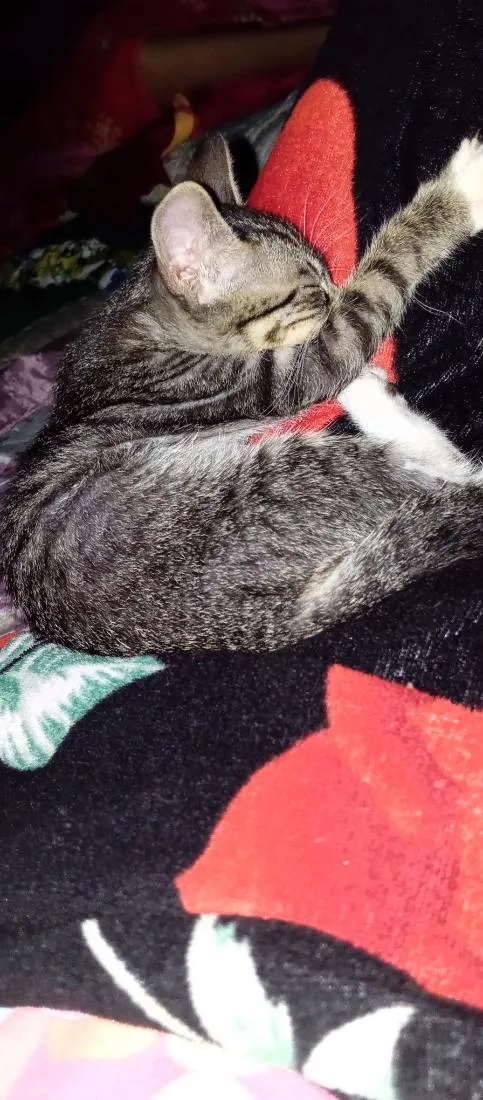 Gato raça SRD-ViraLata idade 2 a 6 meses nome fofinho