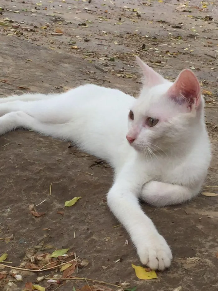 Gato raça SRD-ViraLata idade 7 a 11 meses nome bella swan 