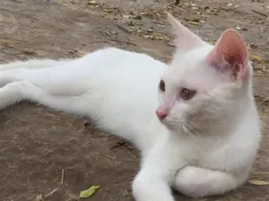 Gato raça SRD-ViraLata idade 7 a 11 meses nome bella swan 