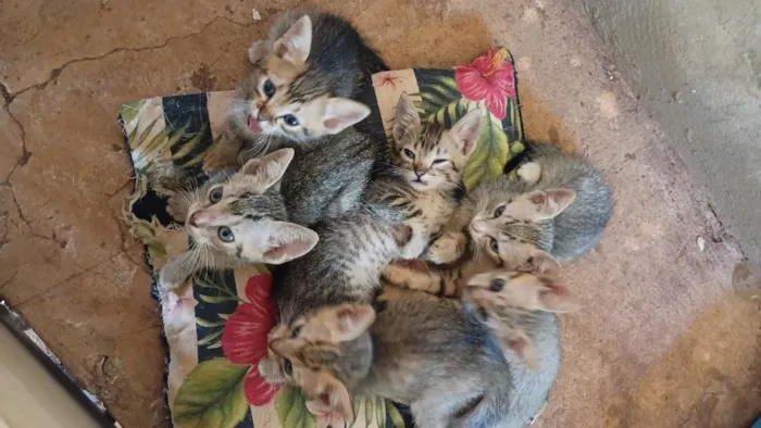 Gato raça SRD-ViraLata idade 2 a 6 meses nome Sem nome ainda ss