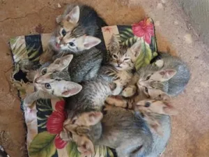 Gato raça SRD-ViraLata idade 2 a 6 meses nome Sem nome ainda ss