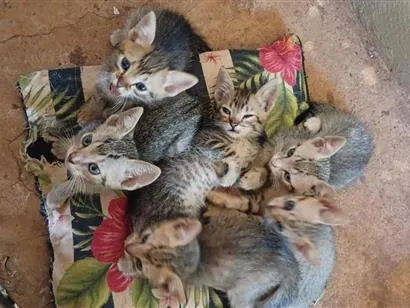 Gato raça SRD-ViraLata idade 2 a 6 meses nome Sem nome ainda ss