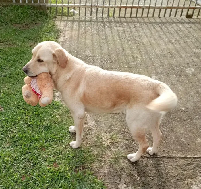 Cachorro raça Labrador idade 6 ou mais anos nome Juca