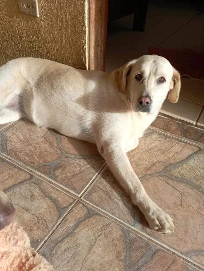 Cachorro raça Labrador idade 6 ou mais anos nome Linda