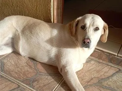 Cachorro raça Labrador idade 6 ou mais anos nome Linda