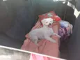 Marcelinho 