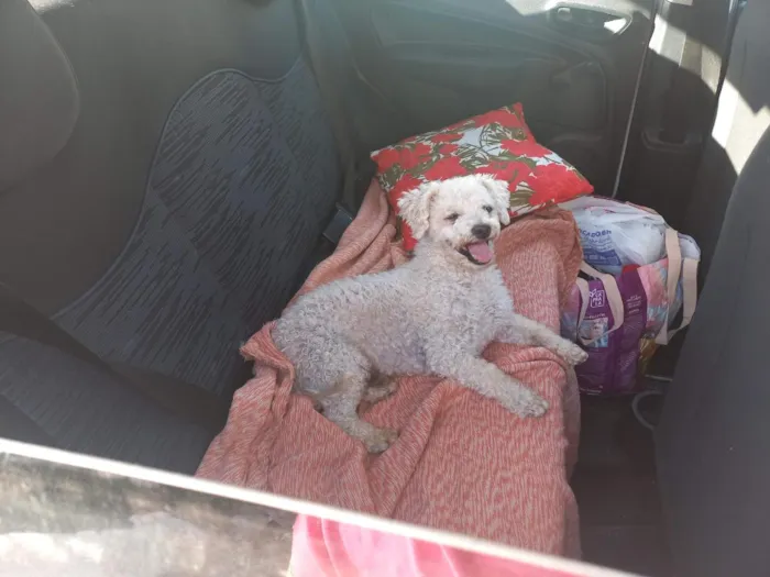 Cachorro raça Poodle idade 6 ou mais anos nome Marcelinho 