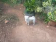 Marcelinho 