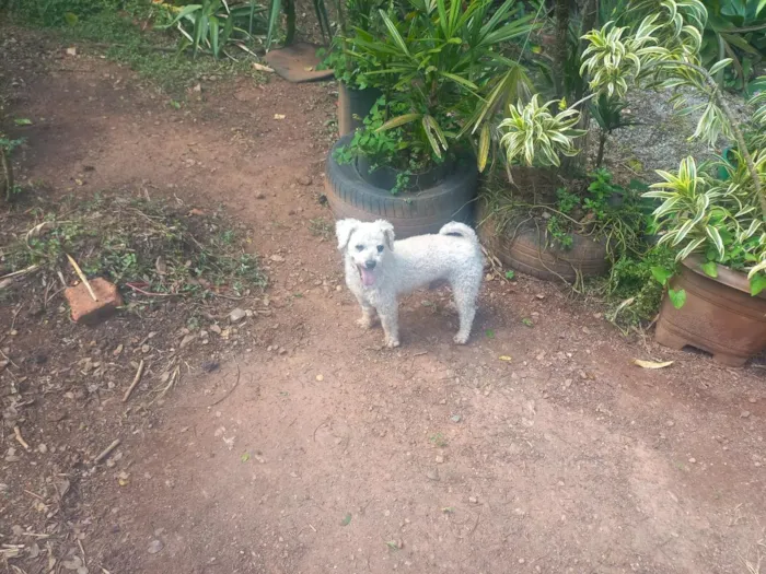 Cachorro raça Poodle idade 6 ou mais anos nome Marcelinho 