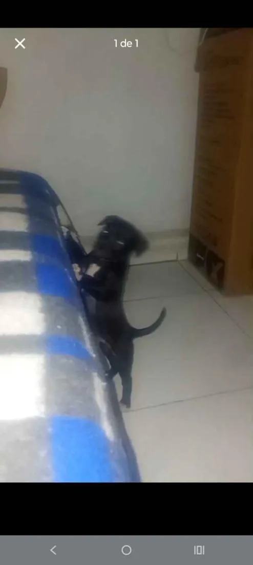 Cachorro raça SRD-ViraLata idade 2 a 6 meses nome Mona 