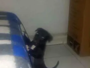 Cachorro raça SRD-ViraLata idade 2 a 6 meses nome Mona 
