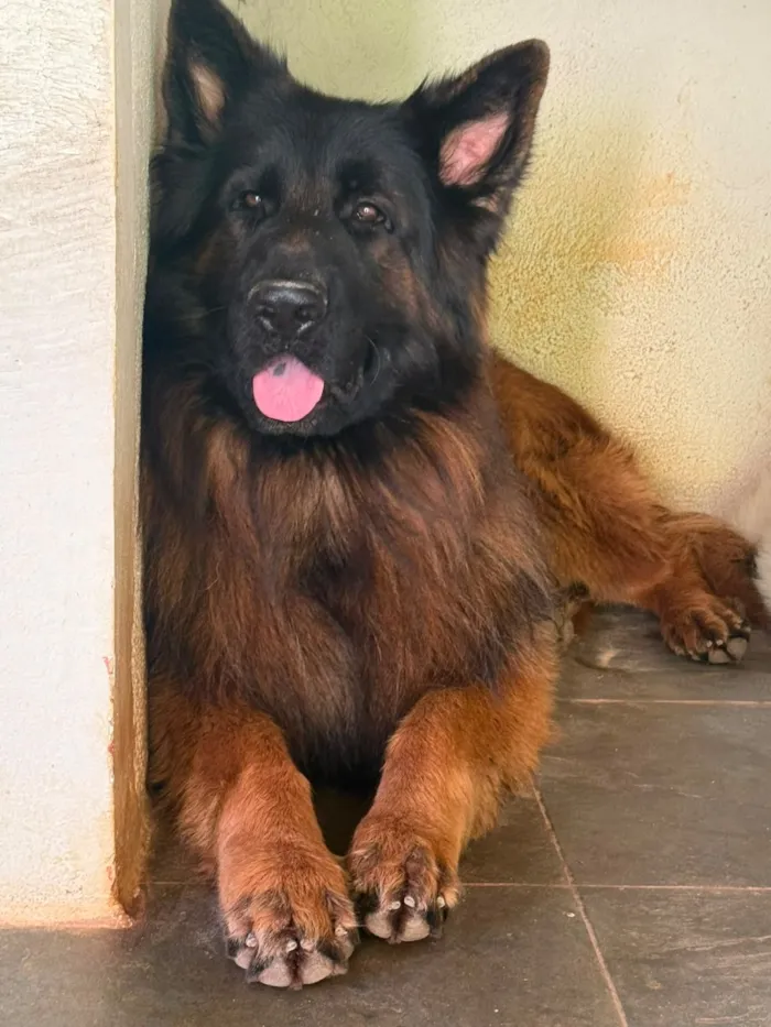 Cachorro raça Pastor Alemão idade 3 anos nome Theo