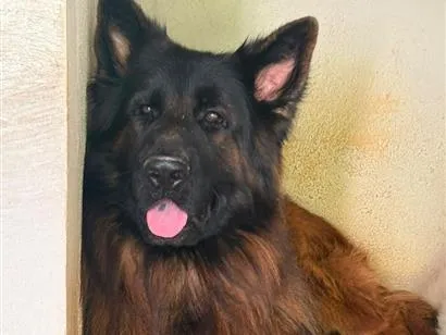 Cachorro raça Pastor Alemão idade 3 anos nome Theo