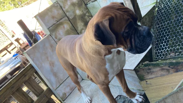 Cachorro raça Boxer idade 2 anos nome Rock