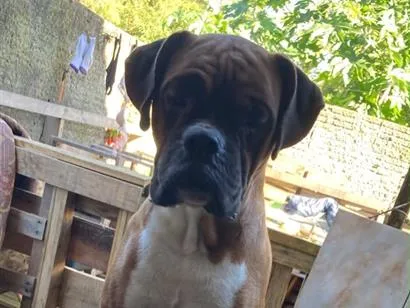 Cachorro raça Boxer idade 2 anos nome Rock