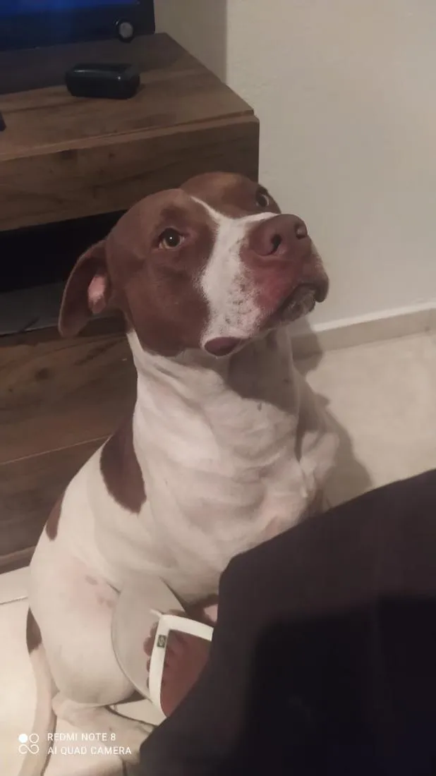 Cachorro raça Pit-Bull idade 4 anos nome Zeus