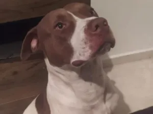 Cachorro raça Pit-Bull idade 4 anos nome Zeus