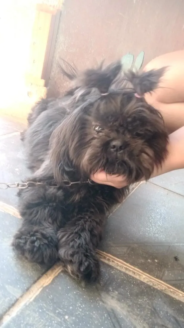Cachorro raça Shitzu idade 1 ano nome lua