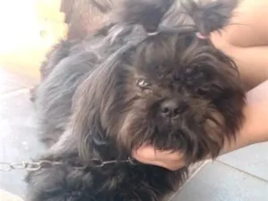 Cachorro raça Shitzu idade 1 ano nome lua