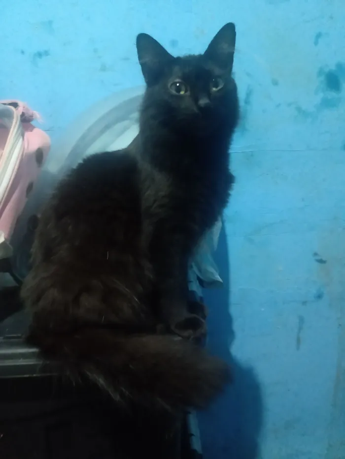 Gato raça Angorá idade 1 ano nome Adam Smithh