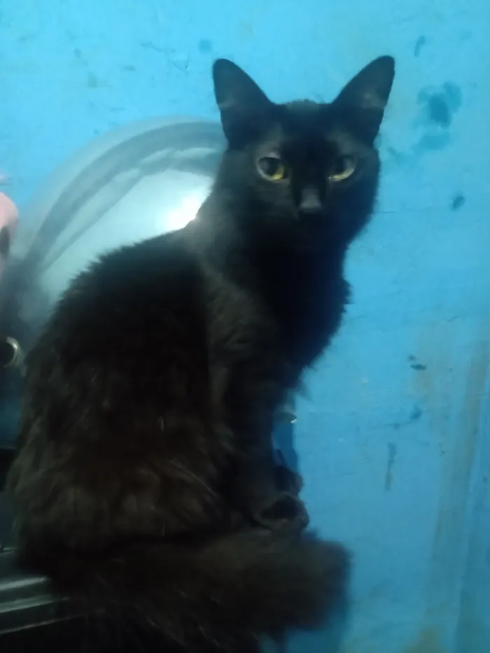 Gato raça Angorá idade 1 ano nome Adam Smithh