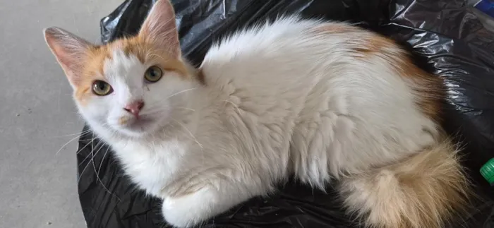 Gato raça SRD-ViraLata idade 2 a 6 meses nome Lia