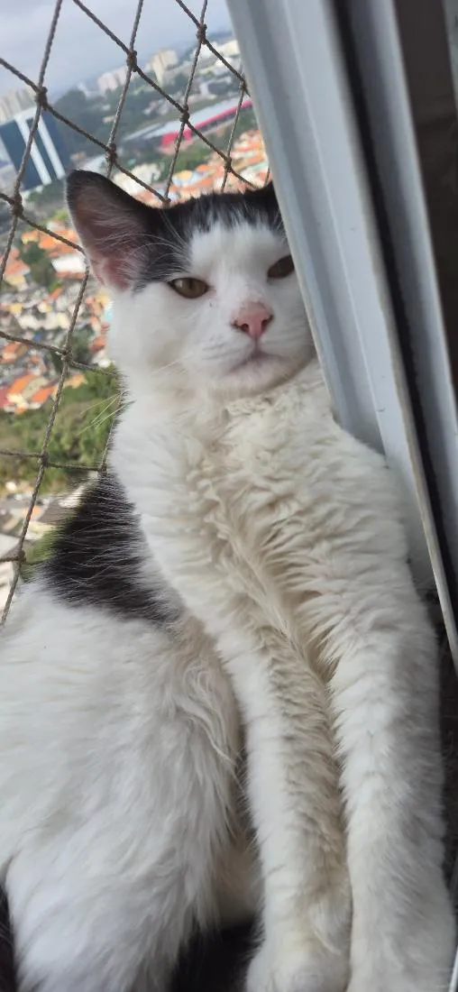 Gato raça SRD-ViraLata idade 2 a 6 meses nome Leo