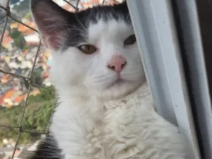 Gato raça SRD-ViraLata idade 2 a 6 meses nome Leo