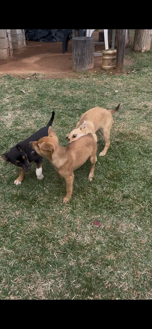 Cachorro raça SRD-ViraLata idade Abaixo de 2 meses nome Ainda não tem