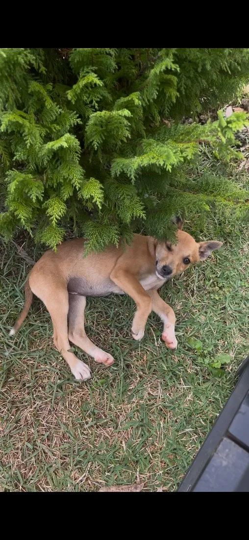 Cachorro raça SRD-ViraLata idade Abaixo de 2 meses nome Ainda não tem
