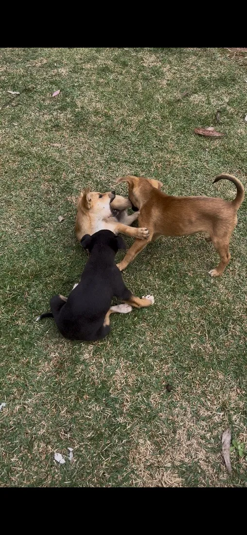 Cachorro raça SRD-ViraLata idade Abaixo de 2 meses nome Ainda não tem