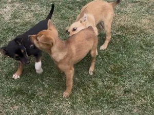 Cachorro raça SRD-ViraLata idade Abaixo de 2 meses nome Ainda não tem