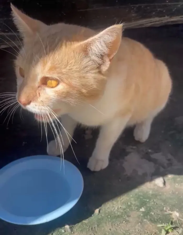Gato raça SRD-ViraLata idade 2 a 6 meses nome SEM NOME