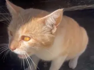 Gato raça SRD-ViraLata idade 2 a 6 meses nome SEM NOME