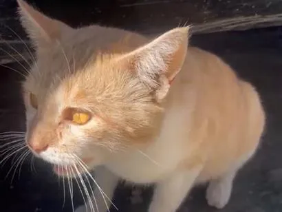 Gato raça SRD-ViraLata idade 2 a 6 meses nome SEM NOME