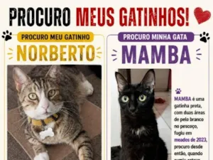 Gato raça SRD-ViraLata idade 6 ou mais anos nome Norberto