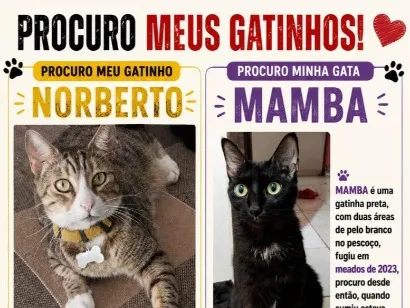 Gato raça SRD-ViraLata idade 6 ou mais anos nome Norberto