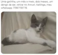 Cinza