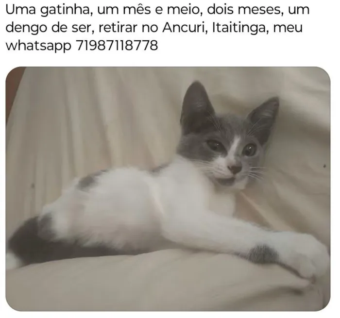 Gato raça SRD-ViraLata idade Abaixo de 2 meses nome Cinza