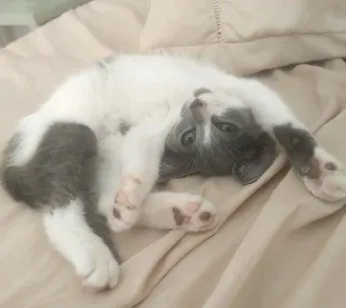Gato raça SRD-ViraLata idade Abaixo de 2 meses nome Cinza