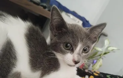 Gato raça SRD-ViraLata idade Abaixo de 2 meses nome Cinza