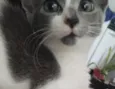 Cinza