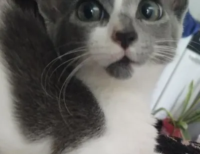 Gato raça SRD-ViraLata idade Abaixo de 2 meses nome Cinza