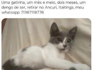 Gato raça SRD-ViraLata idade Abaixo de 2 meses nome Cinza